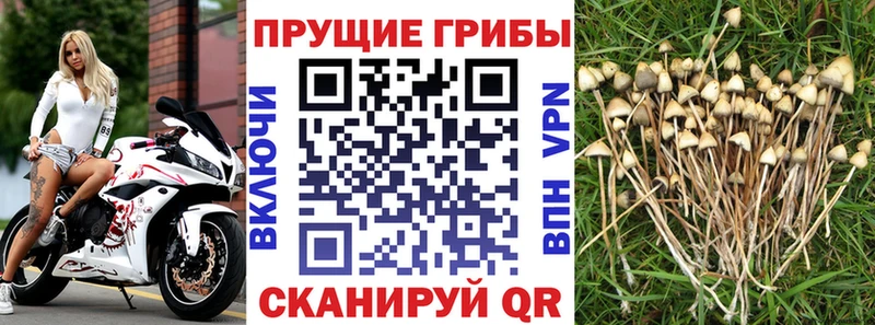 Псилоцибиновые грибы GOLDEN TEACHER  купить наркотики сайты  blacksprut вход  площадка телеграм  Махачкала 